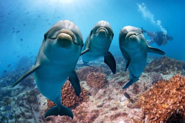 Delfin Arten und Lebensraum