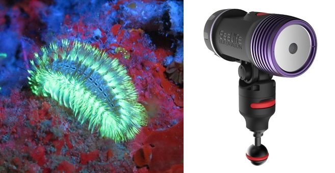 Fluoro-Dual Beam