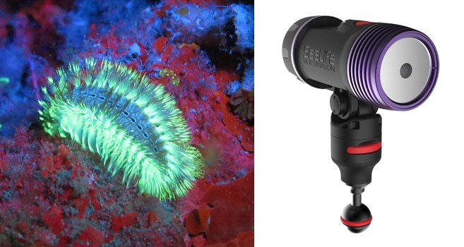 Fluoro-Dual Beam
