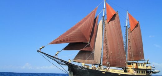 Tauchsafari SY Adelaar