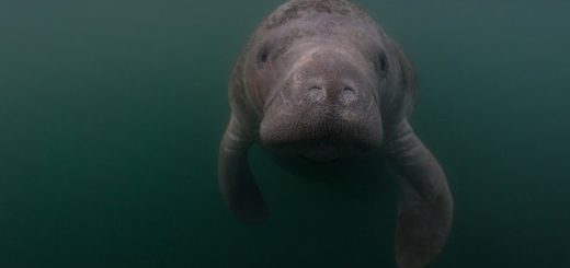 manatee