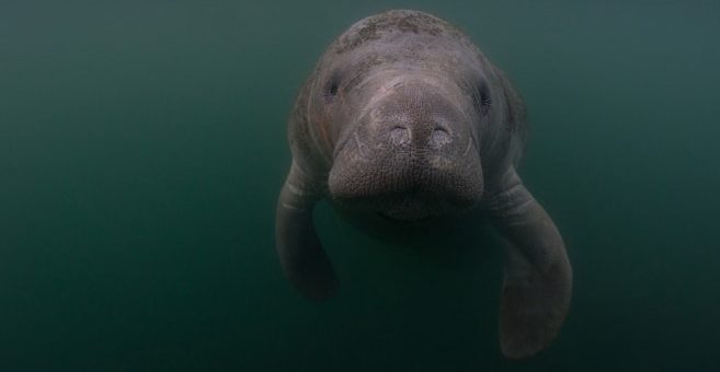 manatee