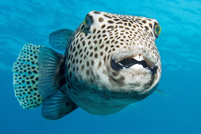 Riesenkugelfisch im Roten Meer