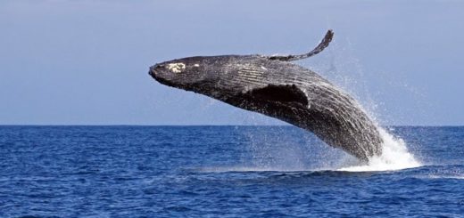 Aus dem Wasser springender Buckelwal