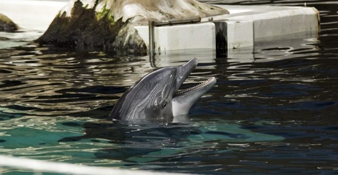Delfinzucht im Delfinarium Duisburg