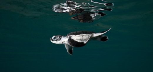 Turtle Foundation