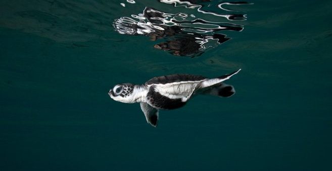 Turtle Foundation