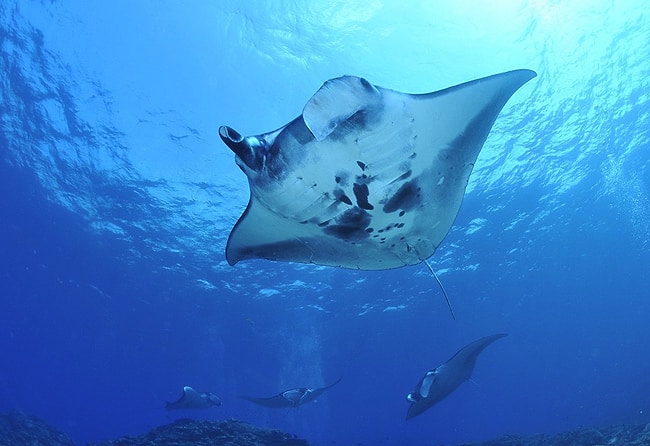 Tauchen mit Mantas Tauchen mit Mantas