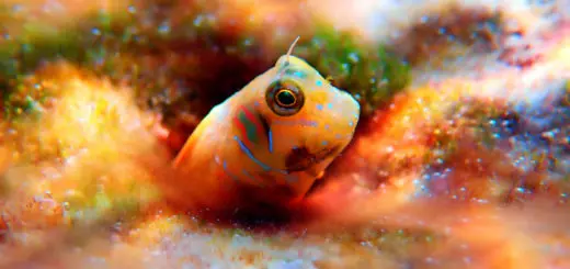 Bunte Fische und Unterwasserwelt