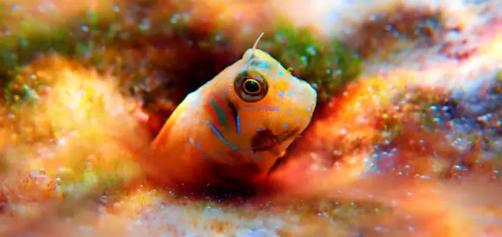 Bunte Fische und Unterwasserwelt