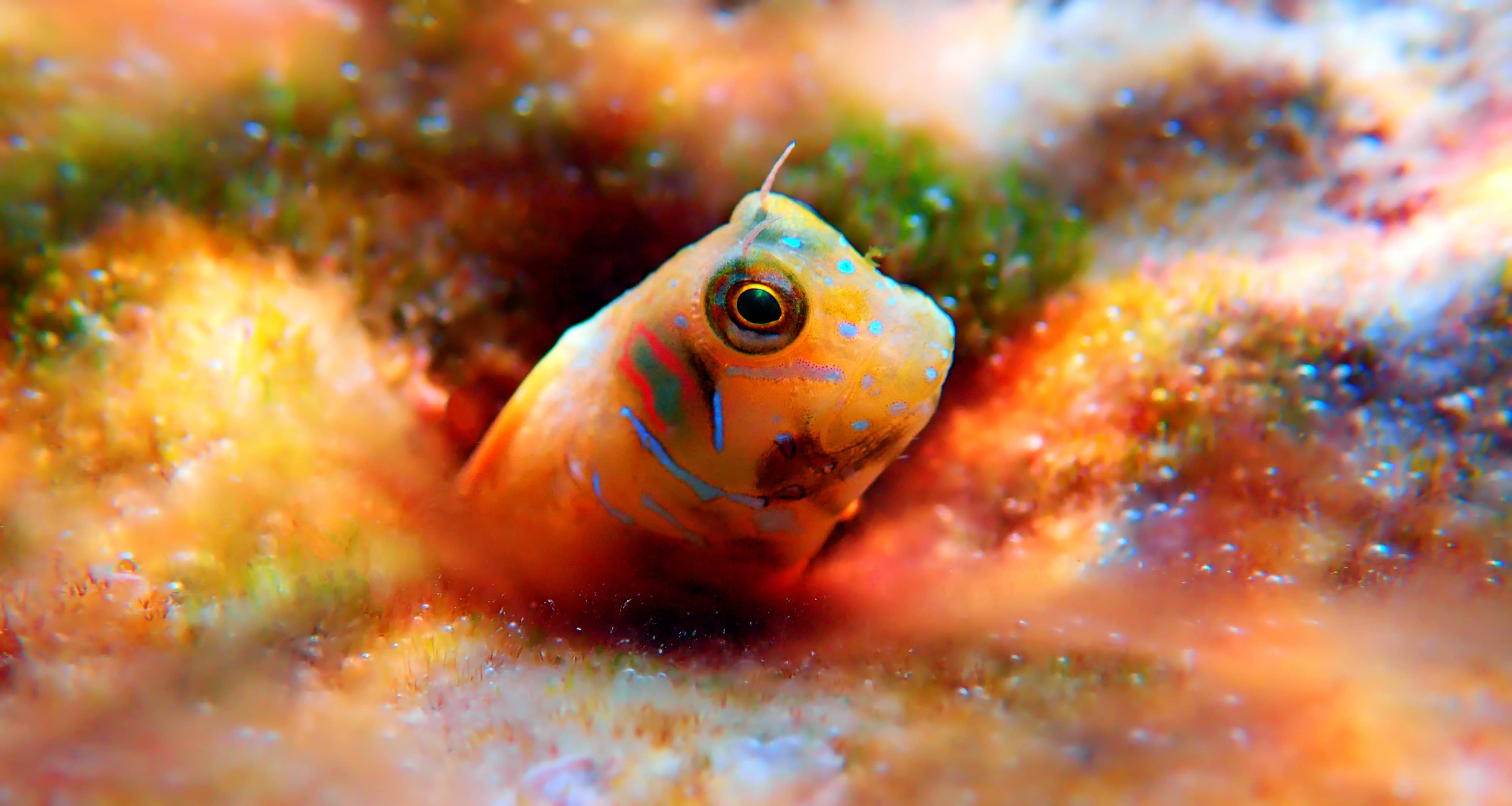 Bunte Fische und Unterwasserwelt