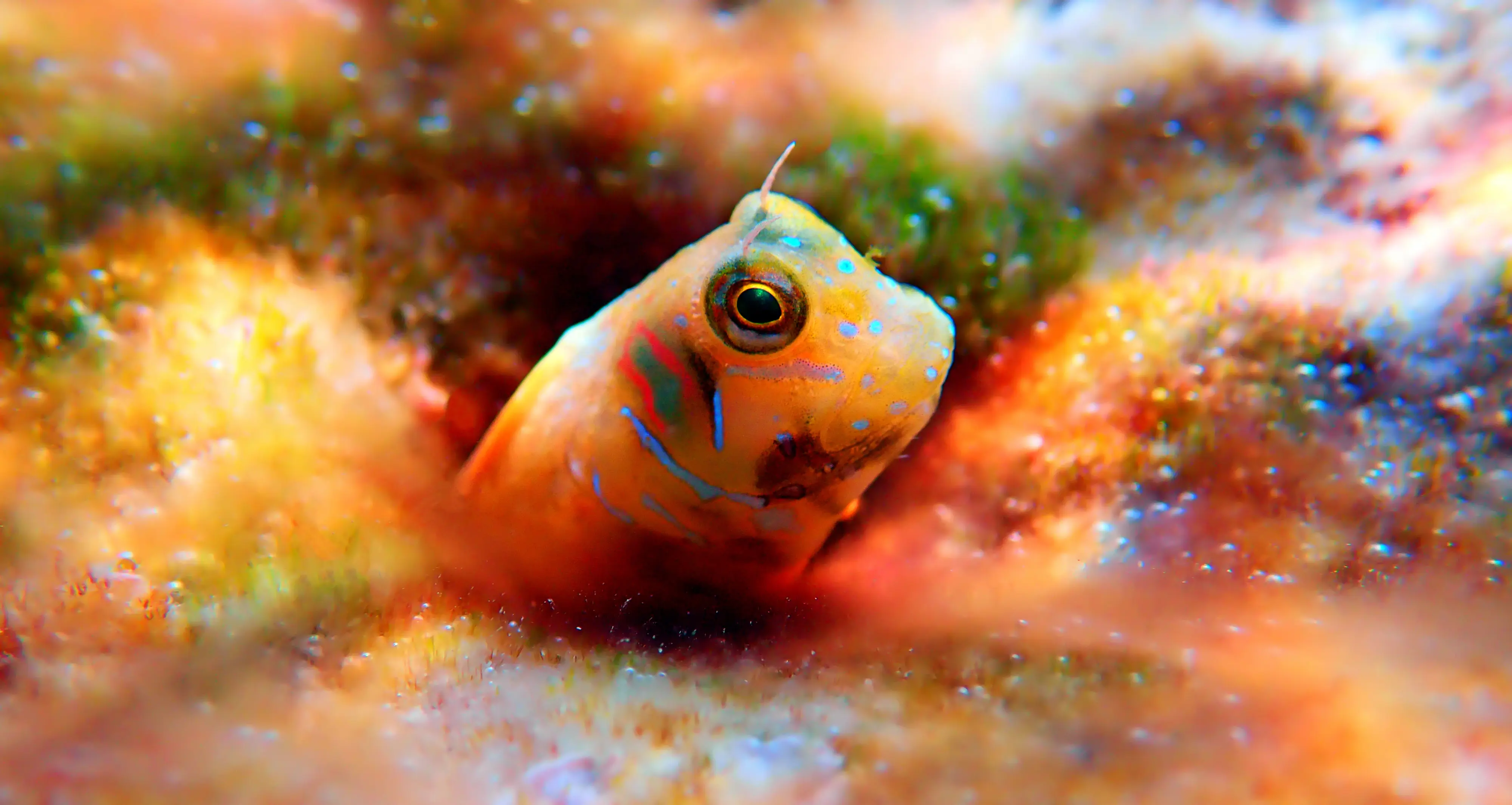 Bunte Fische und Unterwasserwelt