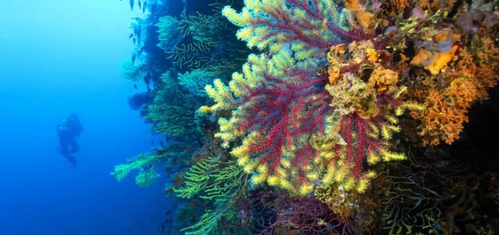 Tauchurlaub in Kroatien